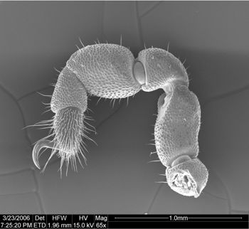 Media type: image;   Invertebrate Zoology 134693